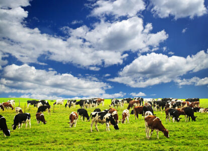 How Cattle Ranching Can Positively Affect Carbon Absorption Image